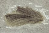 Detailed Fossil Feather, Leaf, Crane Flies & Beetle - Utah #242713-1